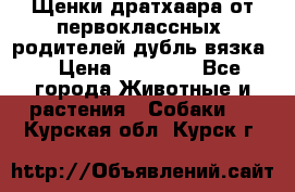 Щенки дратхаара от первоклассных  родителей(дубль вязка) › Цена ­ 22 000 - Все города Животные и растения » Собаки   . Курская обл.,Курск г.